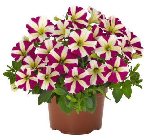 32250 Петуния POTUNIA PICCOLA MAGENTA STAR