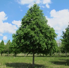 Липа сердцевидная Greenspire