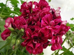 Пеларгонии