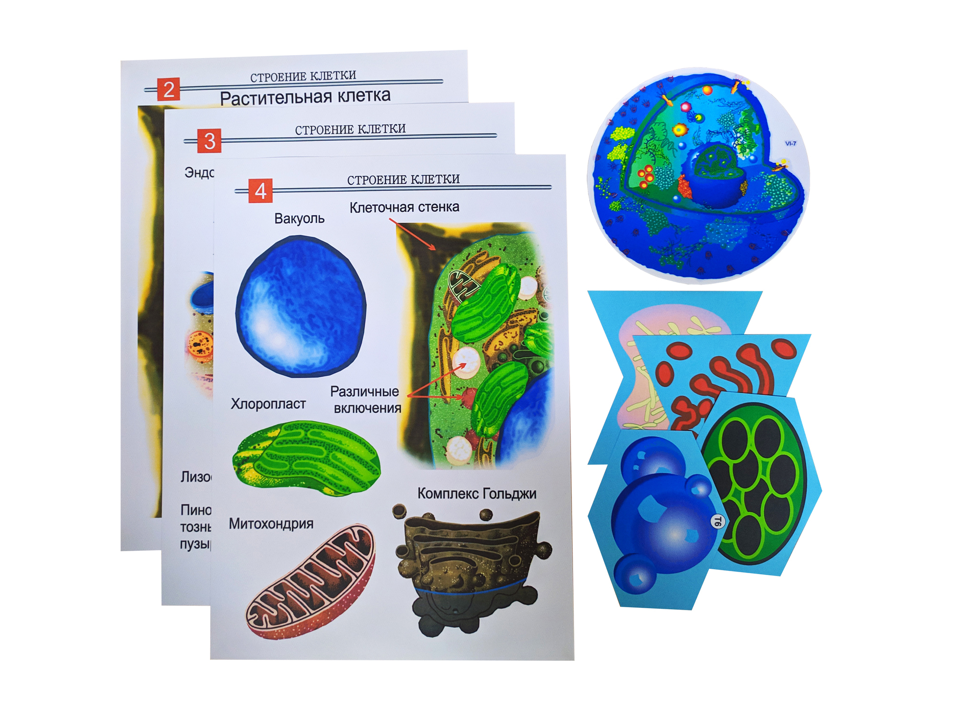 Аппликация по строения клетки. Строение животной клетки 5 класс. Аппликация строение клетки 5 класс. Модель аппликация строение клетки. Модель бактериальной клетки 5 класс биология из пластилина.