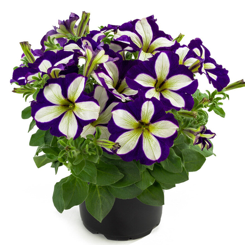 32353 ПЕТУНИЯ CRAZYTUNIA LUCKY LILAC