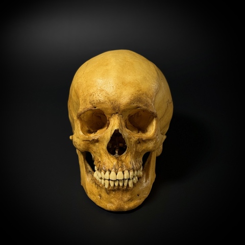 Череп человека в подарочной коробке