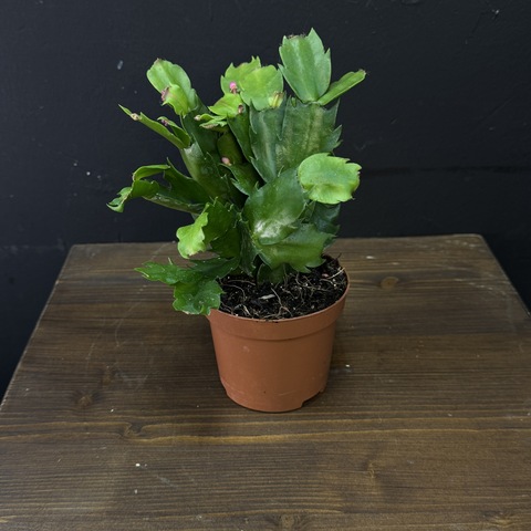 Шлюмбергера «Декабрист»