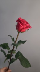 Роза Nina High Connection Flowers