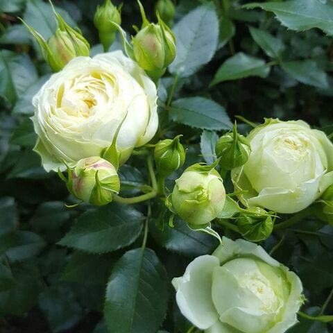 Лемон Рококо( Lemon Rokoko)