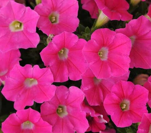 S5748 Петуния ампельная Shock Wave Rose 5шт.