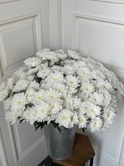 Хризантема белая