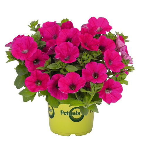 32307 ПЕТУНИЯ POTUNIA PICCOLA HOT PINK