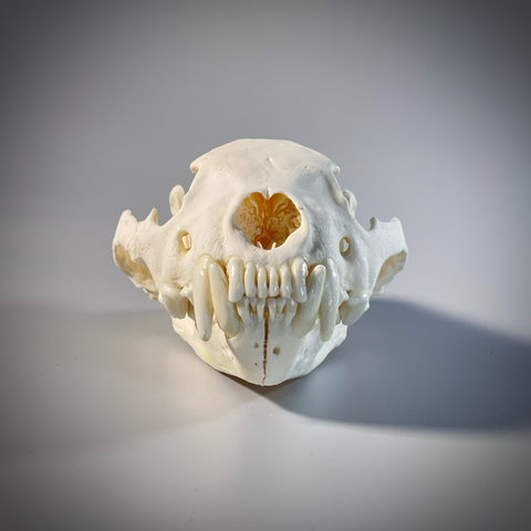 Череп росомахи