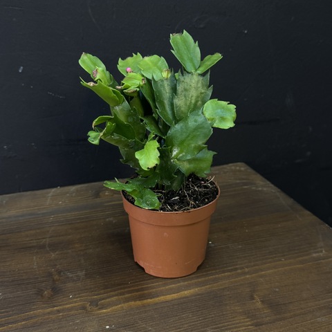 Шлюмбергера «Декабрист»