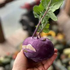 Капуста кольраби фиолетовая "О, Батат", 500 г (цена указана за 500г, вес может отличаться)