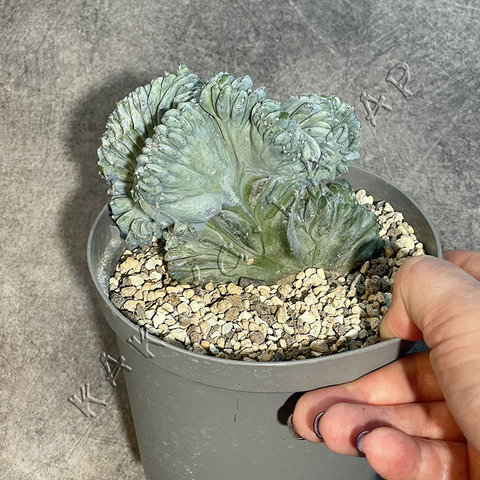 Миртиллокактус Геометризанс Кристата d15