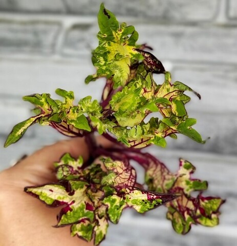 Цветочный лабиринт АГ колеус