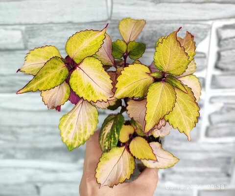 Диво ОП колеус