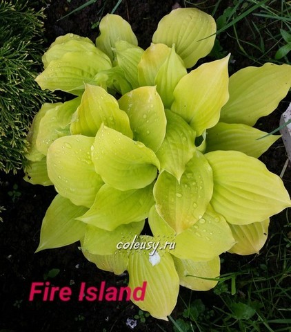 Fire Island хоста