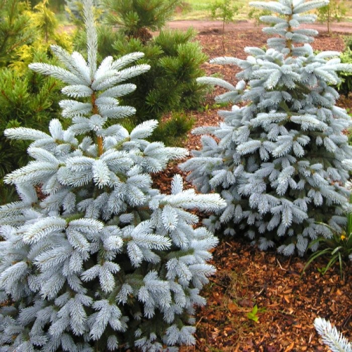 Ель колючая Picea pungens Blue mountain