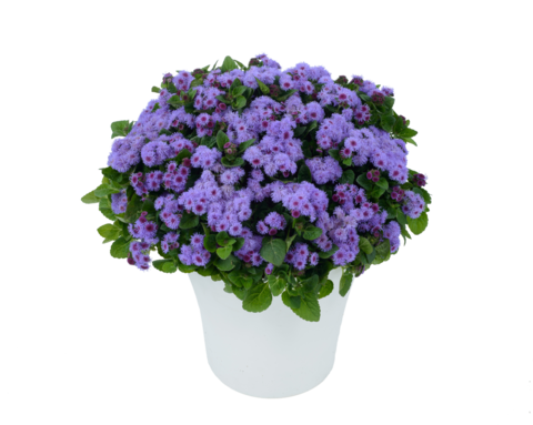 7404 Агератум AGUILERA VIOLET (ВЕСНА 2025)