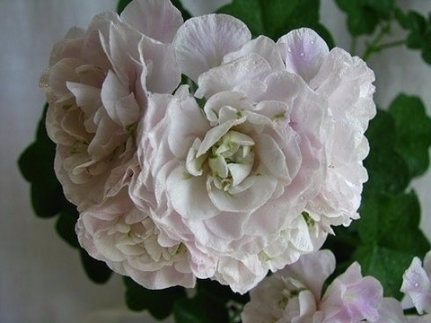 Пеларгония ice rose фото и описание