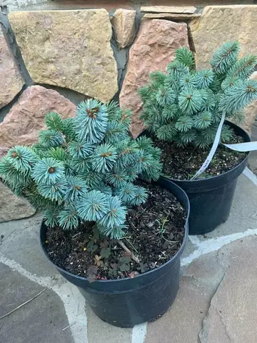 Ель sitchensis Silberzwerg