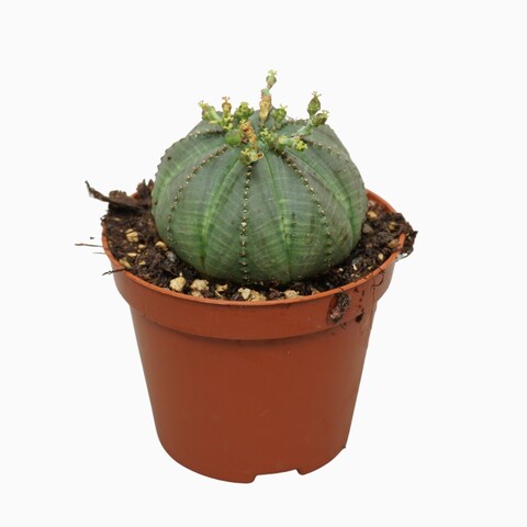 Эуфорбия круглая