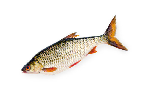 Плотва охлажденная~1кг