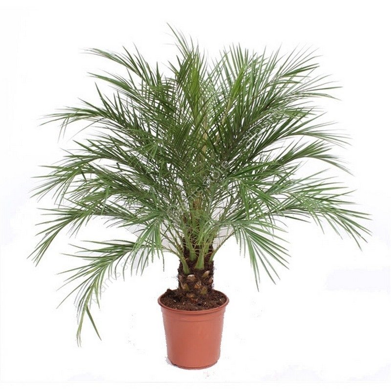 Финик Робелини - купить в Москве с доставкой | Интернет-магазин ...