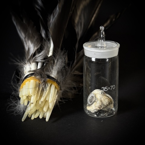 Перья и глаза вОрона