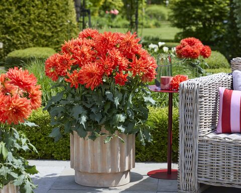 17176 Георгин Labella Maggiore Elmo  (Весна 2026)