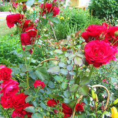 Роза плетистая Дон Жуан 