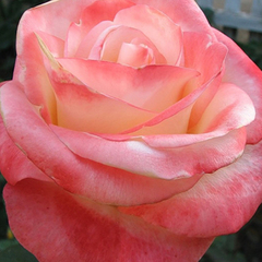 Роза чайно-гибридная Белла Перл 