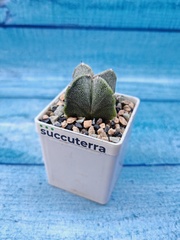 Astrophytum Myriostigma Quadricostatum (Астрофитум)