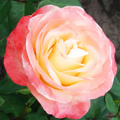 Роза чайно-гибридная Белла Перл 