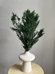 Чайное дерево зеленое