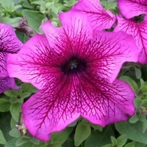 S60172 Петуния кустовая Grandiflora Prism sundae Plum Sundae  100 шт.