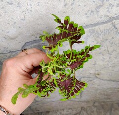 Skeletal колеус КСР