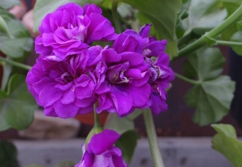 Пеларгония Purple Prince