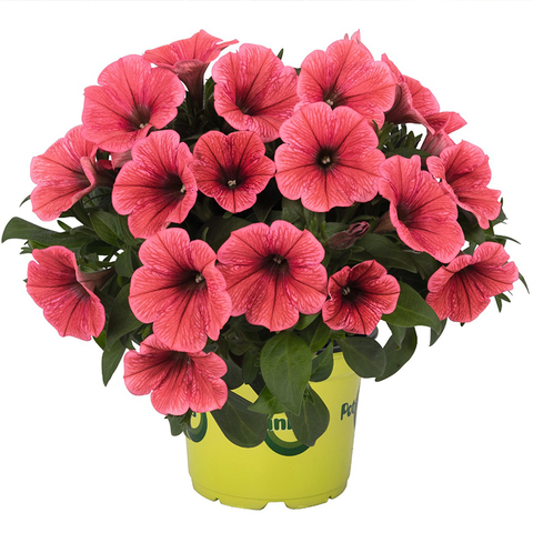 32299 ПЕТУНИЯ POTUNIA CORAL