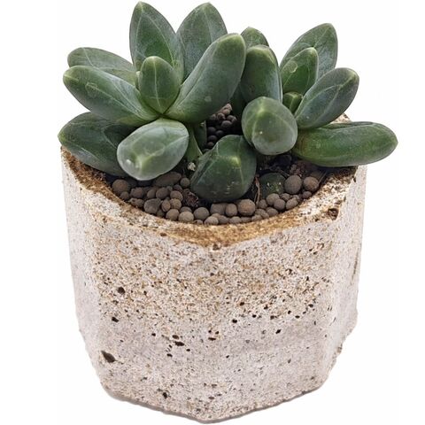 Суккулент Пахифитум Компактум