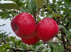 Саженец яблони «Благая Весть» (Зимняя, Иммунная к парше)