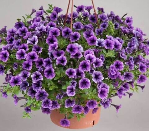 Петуния Littletunia Blue Vein