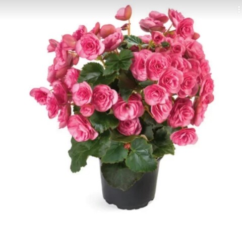 12104 Бегония BK Collection Rhodee Pink (Весна 2026)