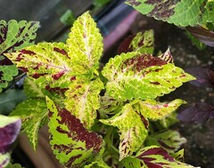 Звёздный блеск UO колеус