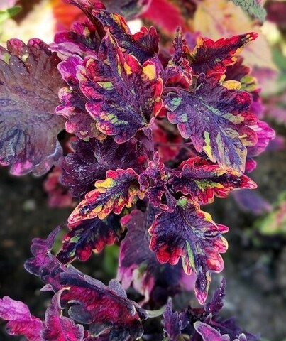 Богатая невеста LO колеус КСР