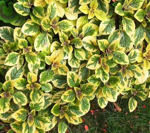 Плектрантус Золото Трои Тroy’s Gold