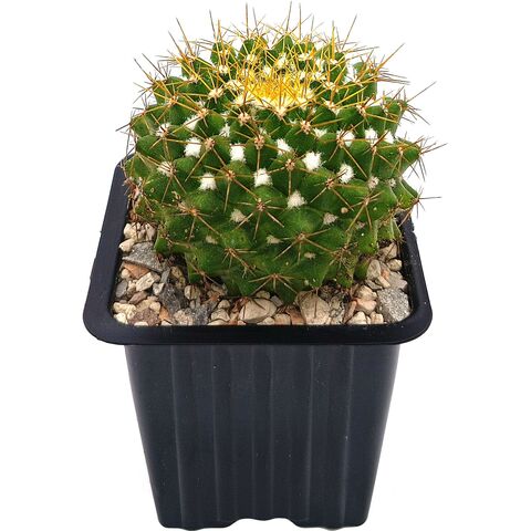 Кактус Маммиллярия Маркса D7