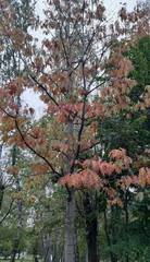 Teofrast Дуб красный Quercus rubra