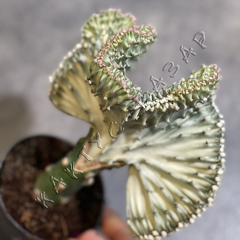 Эуфорбия Лактея Вариегата Кристата (прививка) d11