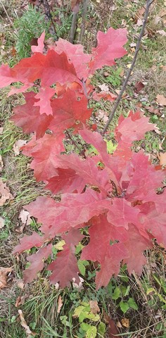 Teofrast Дуб красный Quercus rubra