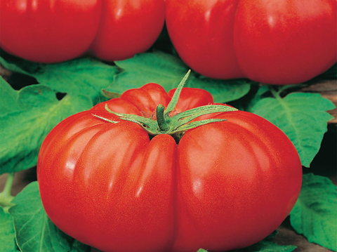 Семена томат Гиганта Зента Семи (10 сем)