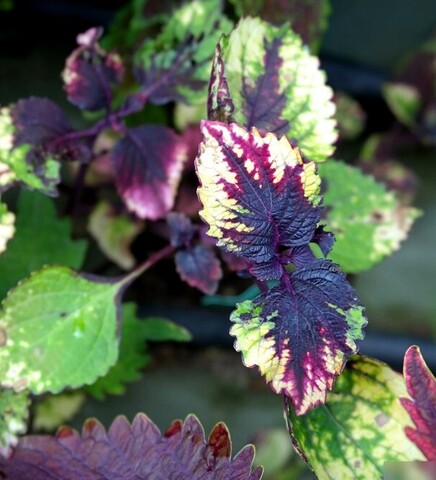 Любовь Матери колеус